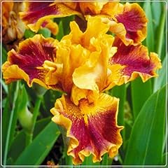 Bearded iris bulbs for sale  Delivered anywhere in UK