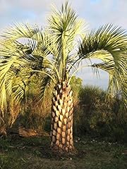Portal cool butia gebraucht kaufen  Wird an jeden Ort in Deutschland