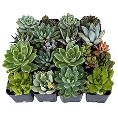 Decoblooms unique succulent for sale  Delivered anywhere in USA 