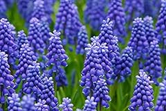 Fresh grape hyacinth for sale  Delivered anywhere in USA 