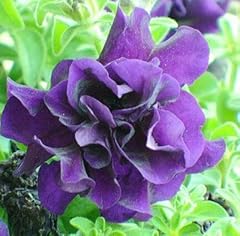 Garden petunia shuttlecock d'occasion  Livré partout en Belgiqu