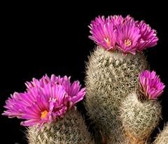 Turbinicarpus beguinii senilis usato  Spedito ovunque in Italia 