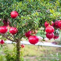 Sweet pomegranate tree for sale  Delivered anywhere in USA 