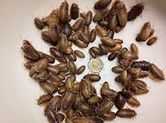 Dubia roaches 100 for sale  Delivered anywhere in USA 