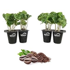 Coffee plant live for sale  Delivered anywhere in USA 