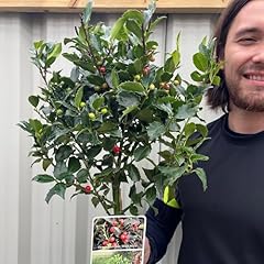 Standard holly tree for sale  Delivered anywhere in UK