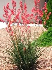 Red yucca seeds for sale  Delivered anywhere in USA 