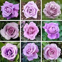 Yougarden purple rose for sale  Delivered anywhere in UK