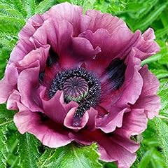 Garden oriental poppy for sale  Delivered anywhere in UK