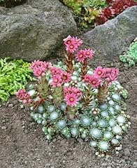 Sempervivum arachnoideum rhein gebraucht kaufen  Wird an jeden Ort in Deutschland