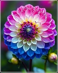 Dahlia pompon dahlien gebraucht kaufen  Wird an jeden Ort in Deutschland