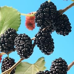 Mulberry morus rotundiloba for sale  Delivered anywhere in UK