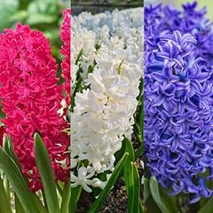 Carbeth plants hyacinth for sale  Delivered anywhere in UK