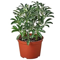 Schefflera moonlight live for sale  Delivered anywhere in USA 