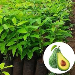 Avocado tree live for sale  Delivered anywhere in USA 