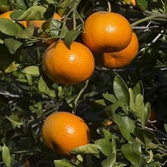 Sweet tangerine plant for sale  Delivered anywhere in USA 