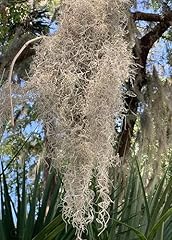 Live spanish moss for sale  Delivered anywhere in USA 