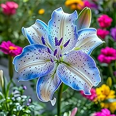 Lily hardy perennial for sale  Delivered anywhere in UK