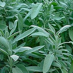 Herb plants sage for sale  Delivered anywhere in UK