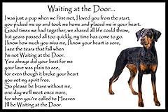 Doberman pinscher dog for sale  Delivered anywhere in UK