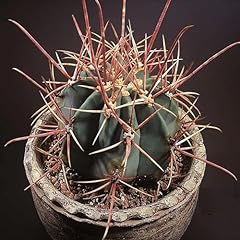 Ferocactus cylindraceus cactus for sale  Delivered anywhere in USA 