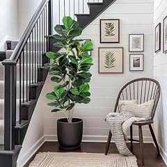 5ft fiddle leaf for sale  Delivered anywhere in USA 