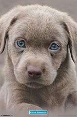 Trends international puppy for sale  Delivered anywhere in USA 