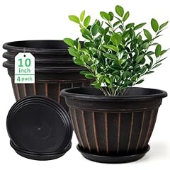 Fgstyle inch plants for sale  Delivered anywhere in USA 