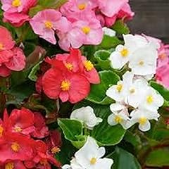 Flowering plants begonia for sale  Delivered anywhere in UK