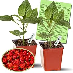 Clovers garden carolina for sale  Delivered anywhere in USA 