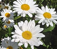 Leucanthemum maximum. crazy for sale  Delivered anywhere in UK