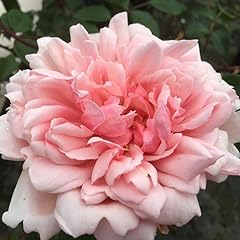 Albertine 5.5lt potted for sale  Delivered anywhere in UK