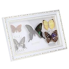 Yanmis butterflies specimen for sale  Delivered anywhere in UK