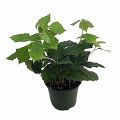 Grape ivy plant for sale  Delivered anywhere in USA 
