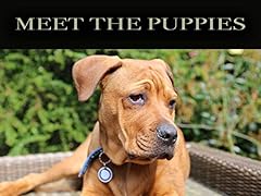 Meet puppies for sale  Delivered anywhere in UK