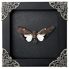 Real framed cicada for sale  Delivered anywhere in USA 