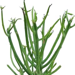 Euphorbia tirucalli albero usato  Spedito ovunque in Italia 