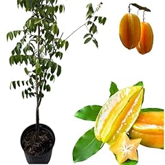 Sweet star fruit for sale  Delivered anywhere in USA 