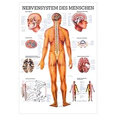 Nervensystem lehrtafel anatomi gebraucht kaufen  Wird an jeden Ort in Deutschland