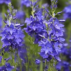 Speedwell royal blue for sale  Delivered anywhere in UK