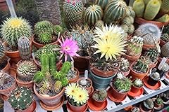Flowering cactus collectors for sale  Delivered anywhere in UK
