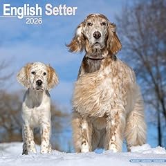 English setter 2026 for sale  Delivered anywhere in UK