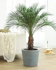 Cemeha seeds seeds for sale  Delivered anywhere in USA 