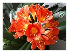 Pcs clivia rouge d'occasion  Livré partout en France