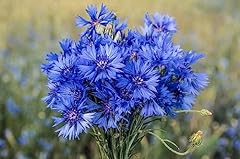 Centaurée bleuet blue d'occasion  Livré partout en France