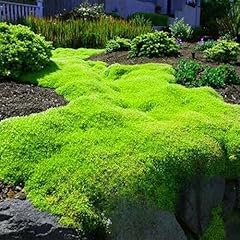 Irish moss hath for sale  Delivered anywhere in UK