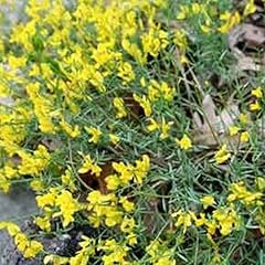Genêt lydie genista d'occasion  Livré partout en France