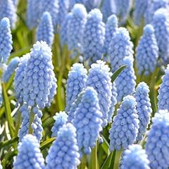 Blue muscari blubs for sale  Delivered anywhere in USA 