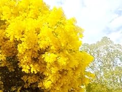 100 seeds acacia for sale  Delivered anywhere in USA 