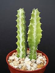 Euphorbia lactea dragon for sale  Delivered anywhere in USA 